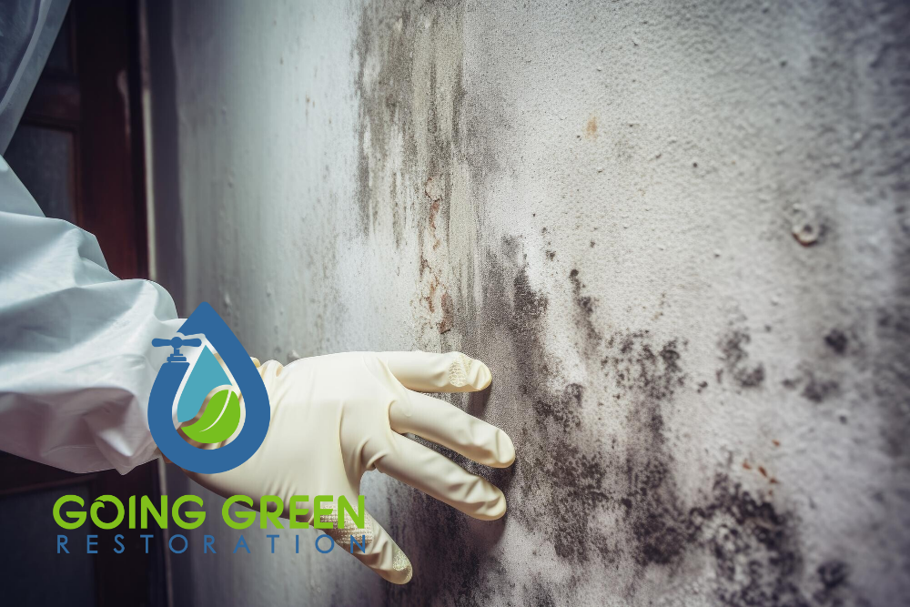 24 Hour Mold Removal Services Orlando