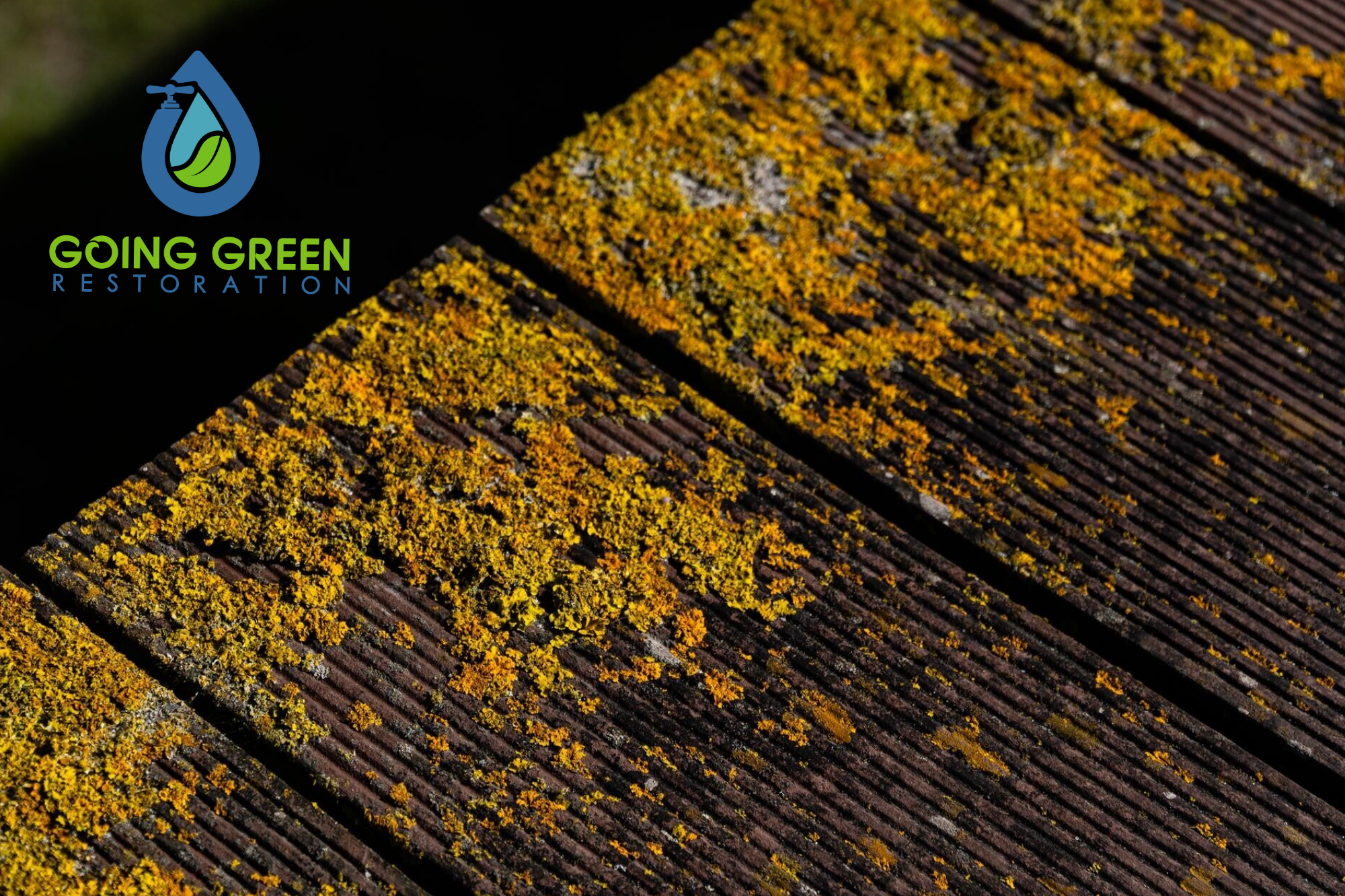 Mold Removal Orlando