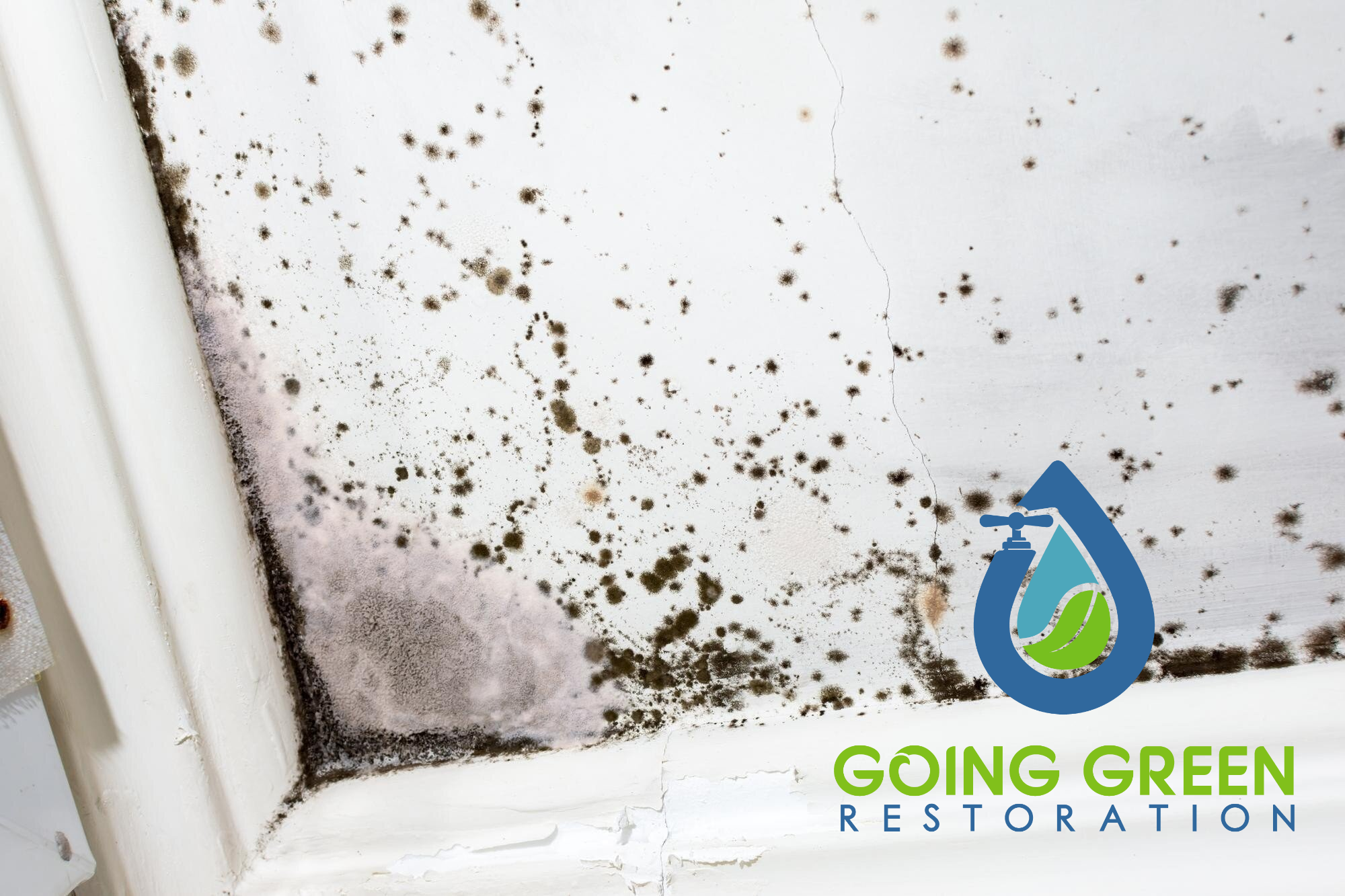24 Hour Mold Removal Services Orlando