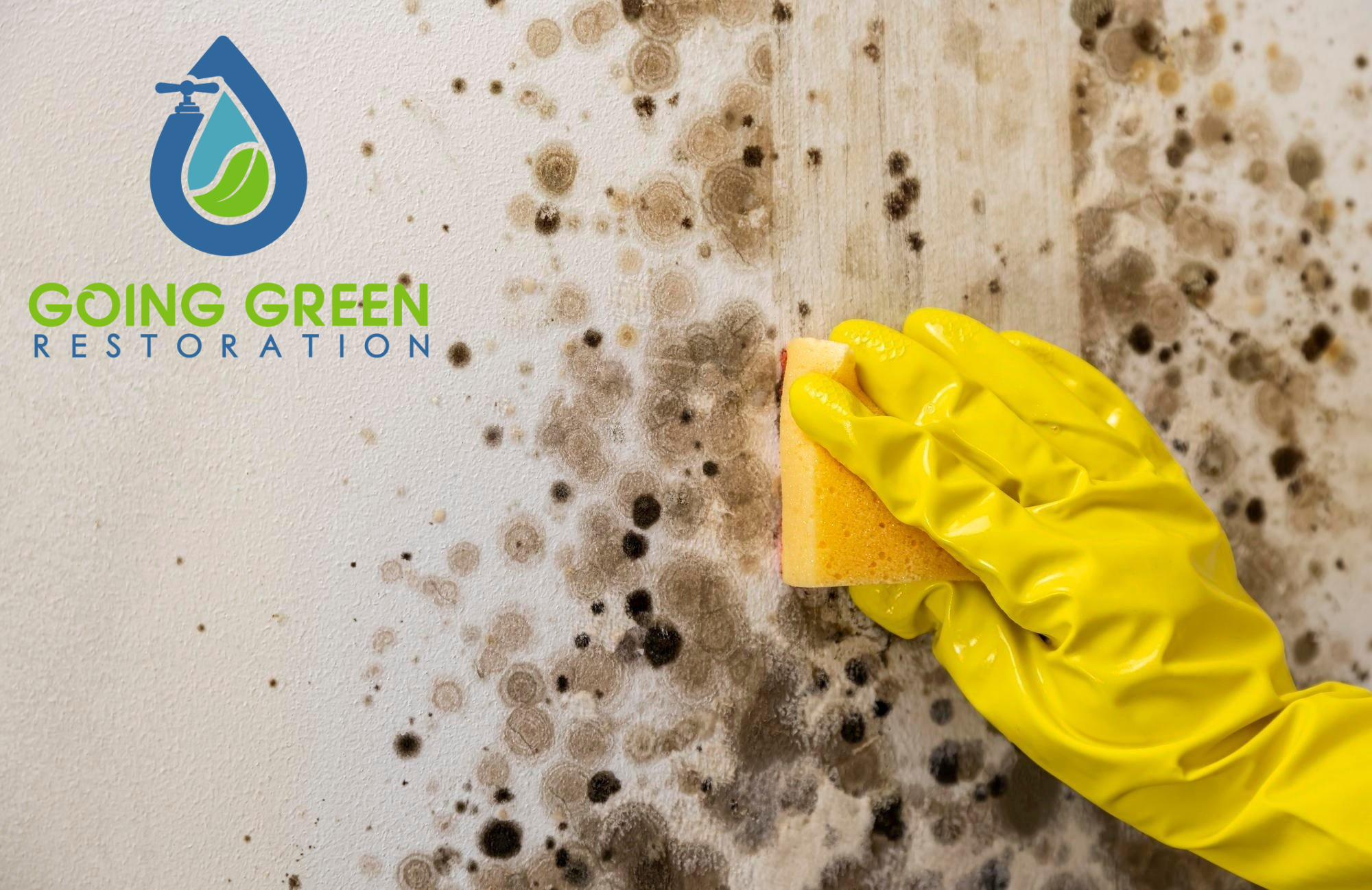 24 Hour Mold Removal Services Orlando