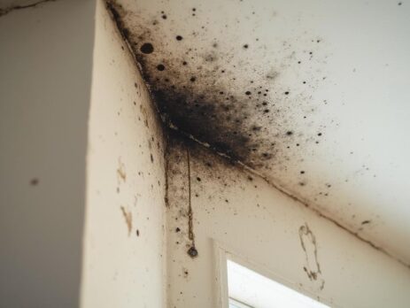 Black mold spreading on an interior wall corner near the ceiling